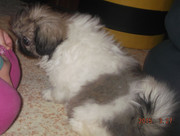 Slika