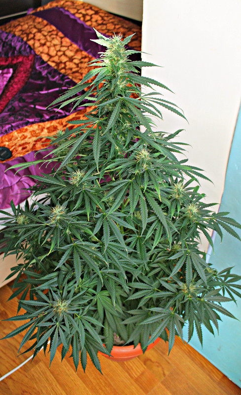 Buy AK Online