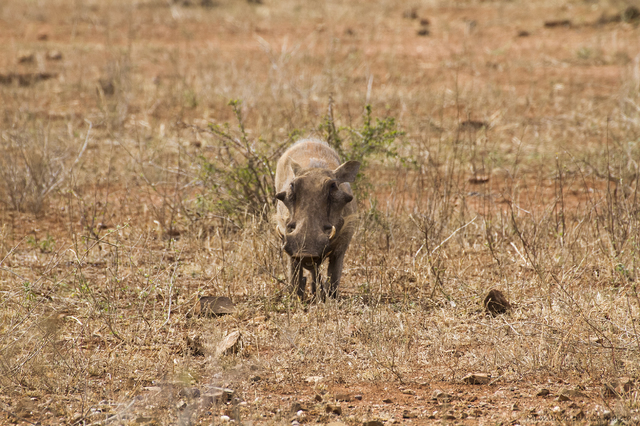 Hlane NP y Kruger National Park: Pretoriuskop - SUDÁFRICA EN EL CORAZÓN (JULIO 2015) (13)