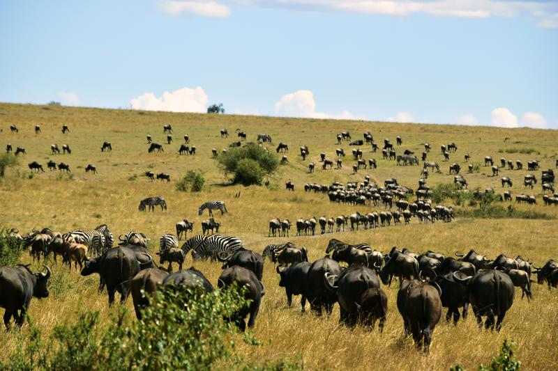 Mis días de safari en Uganda, Kenia y Zanzíbar.. Os lo intento contar - Blogs de Africa Este y Centro - Recorremos Masai Mara de un extremo a otro.. ¡Qué lugar! (26)