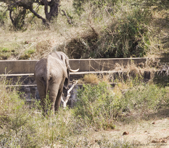 Hlane NP y Kruger National Park: Pretoriuskop - SUDÁFRICA EN EL CORAZÓN (JULIO 2015) (15)