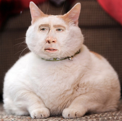 Nicolas-_Cage-_Cats8.jpg