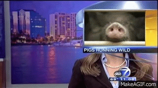 Reporter_Receives_Pig_Head_Treatment.gif